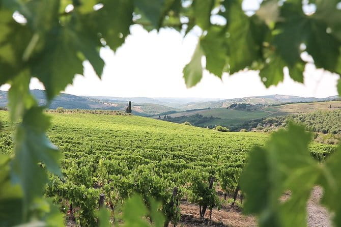 Chianti Wine Tour from Florence - How Guides Shape the Day: What Works (and What to Watch For)