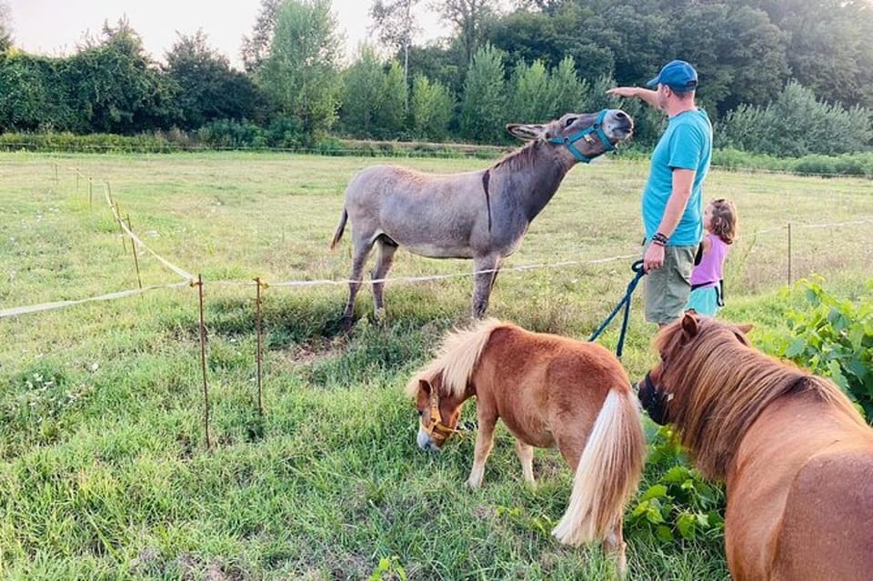 Florence: Countryside Tour with Wine Tasting & Pasta Class - Vineyard and botanical garden stops: what the guides focus on