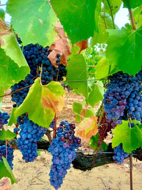 Florence: Countryside Tour with Wine Tasting & Pasta Class - Pace, group size, and why the hosts matter