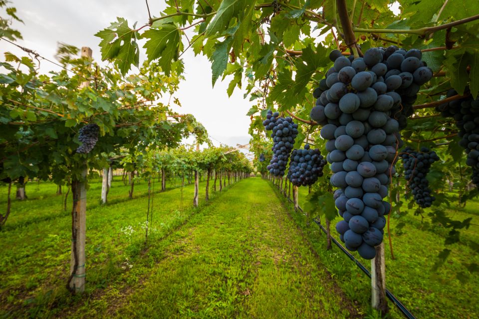 From Florence: Chianti Wine Tour with Tasting - First Sips: Why This Chianti Tour Works So Well