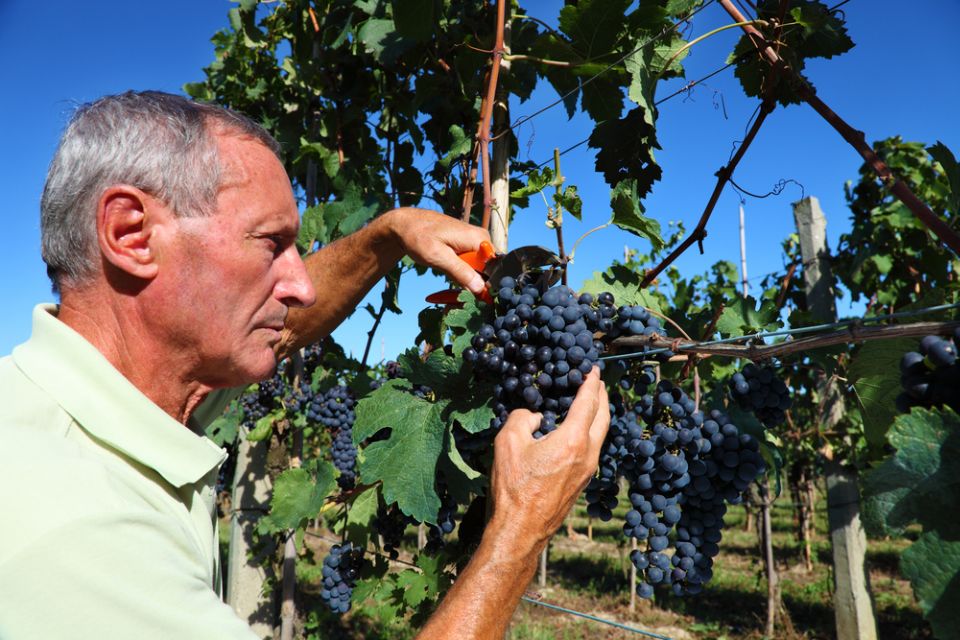 From Florence: Chianti Wine Tour with Tasting - The Food Pairing You’ll Actually Remember: Olive Oil, Cheese, and Tuscan Snacks