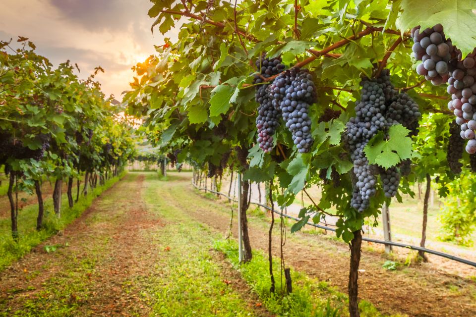 From Florence: Chianti Wine Tour with Tasting - Value Check: What $41 Buys in Chianti County