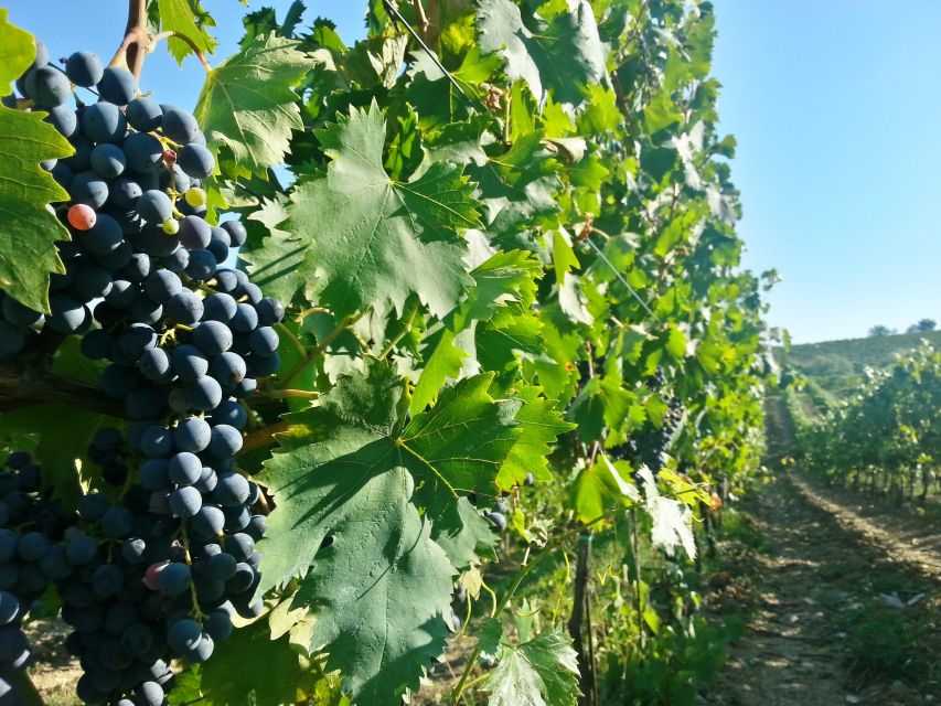 From Florence: Chianti Wine Tour with Tastings - Stop 2 on the Chianti Hills: vineyard walk, cellars, aromatic garden