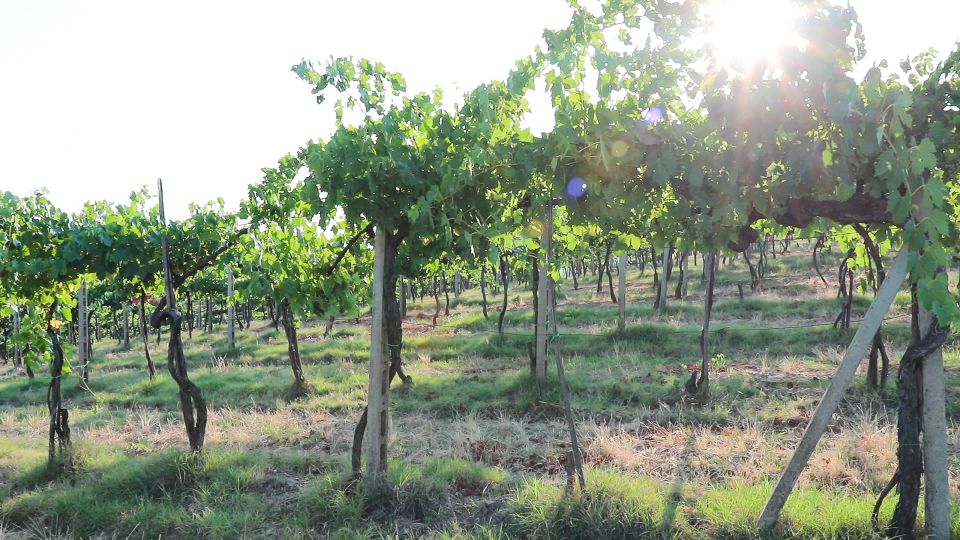 From Florence: Chianti Wine Tour with Tastings - Price and value: does $62.63 make sense?