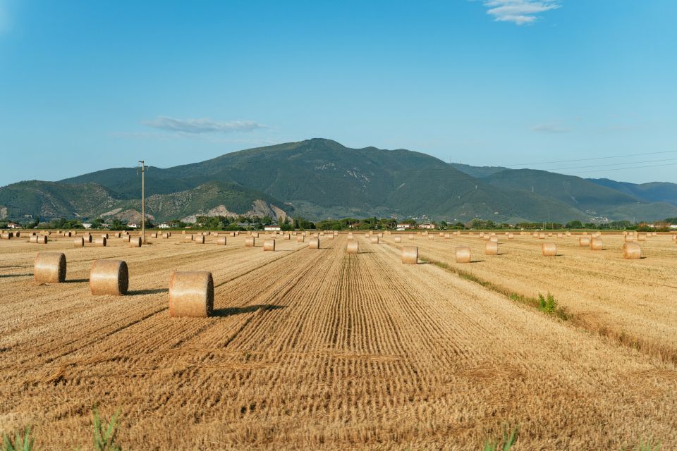 From Florence: Siena, San Gimignano, Pisa & Lunch at Winery - Pisa after Tuscany: seeing the Leaning Tower without the chaos