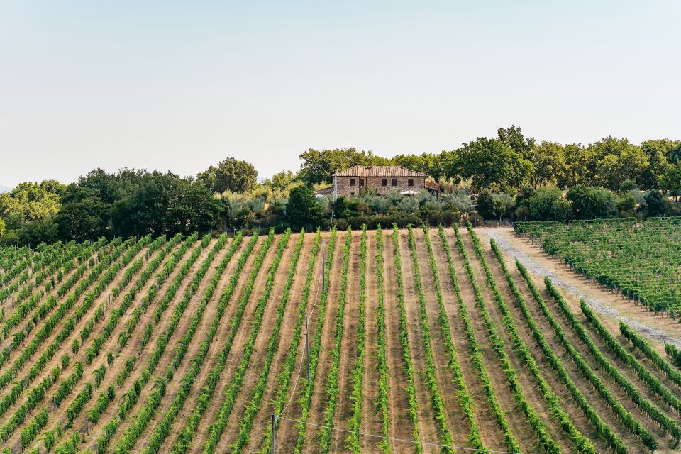 From Florence: Small Group Wine Tasting Tour to Tuscany - Stop 2: compare techniques, then taste with serious Tuscan bites