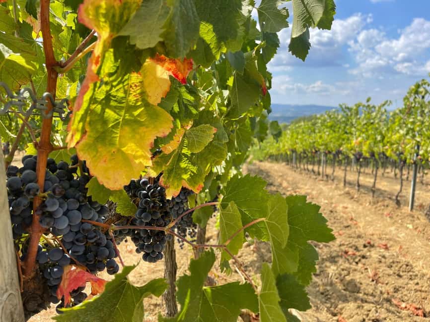 From Florence: Tuscany & San Gimignano Tour with 2 Tastings - Getting There Smoothly From Florence (and why timing matters)