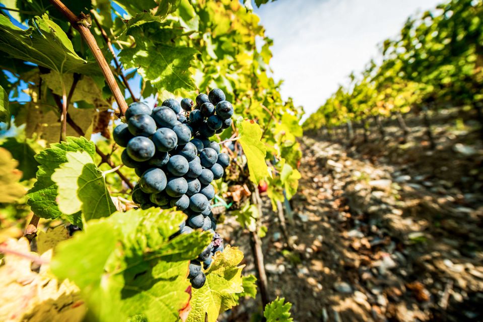 From Florence: Tuscany Wine & Food Tour with Guide - Wine focus: what you will and won’t taste