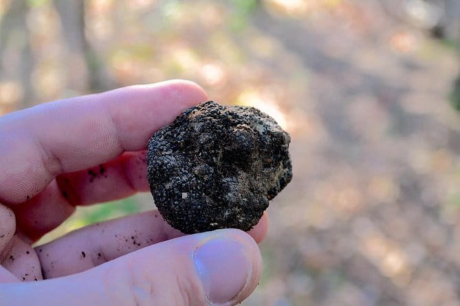 Truffle Hunting Experience with Lunch in San Miniato - Truffle Hunting Near San Miniato: What the Morning Really Feels Like
