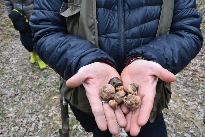 Truffle Hunting Experience with Lunch in San Miniato - Group Size, English Hosting, and the 3-Hour Reality Check