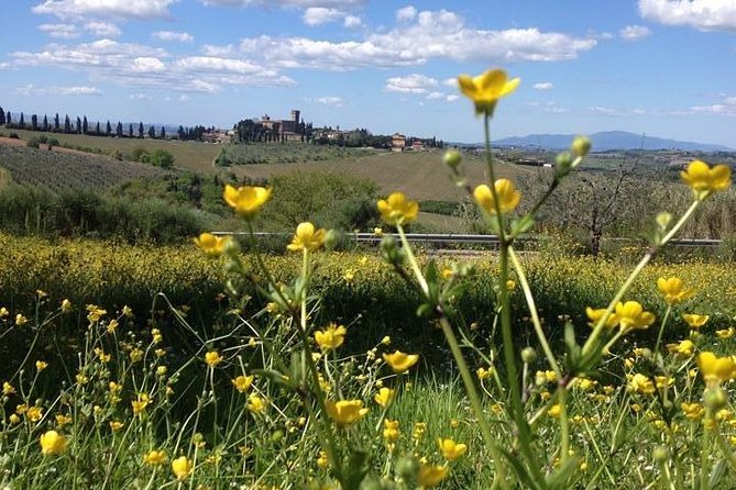 Tuscany Bike Tours Through the Chianti Hills with Wine Tasting - Guides and safety: how the day stays fun (and not stressful)